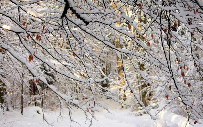 Обои картинки фото природа, зима, ветки, снег, лес