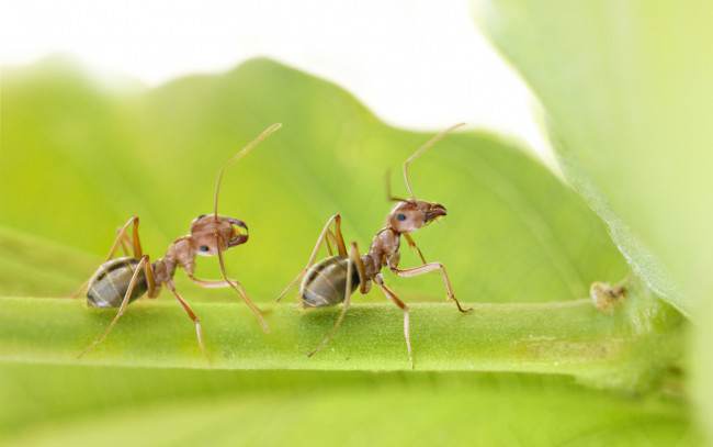 Обои картинки фото животные, насекомые, лист, муравьи, пара