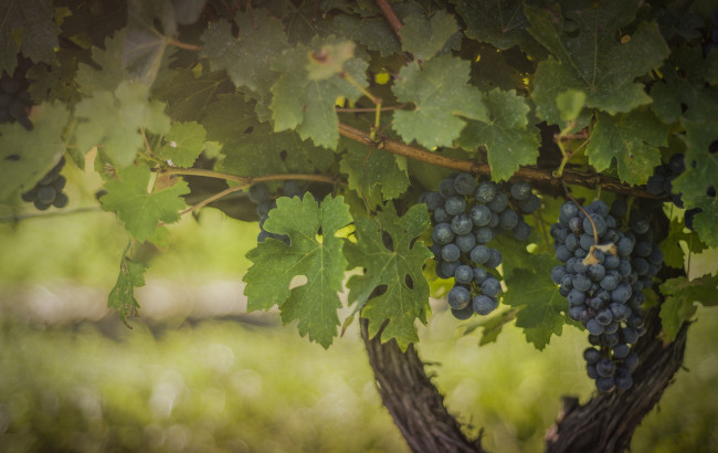 Обои картинки фото природа, Ягоды,  виноград, зелёный, виноградник, листва, плоды, гроздь, синий