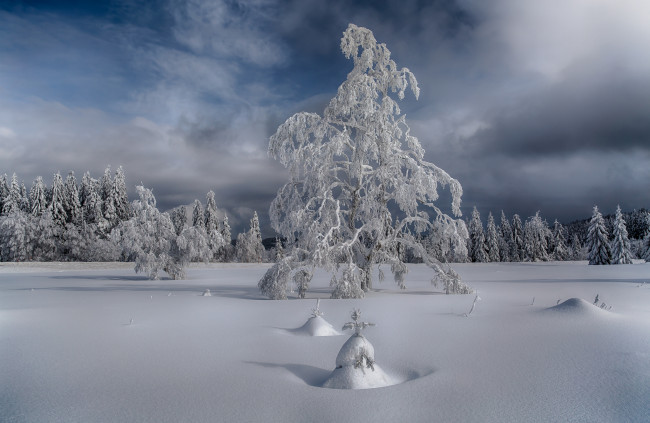 Обои картинки фото природа, зима, лес, снег, поле