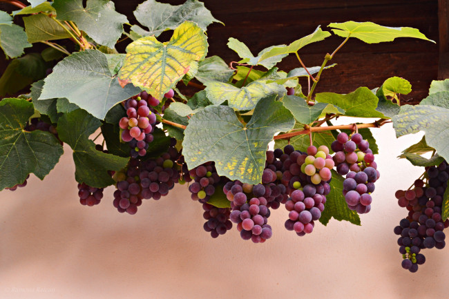 Обои картинки фото природа, Ягоды,  виноград, виноград, красный, лоза, грозди, ягоды, листья, осень