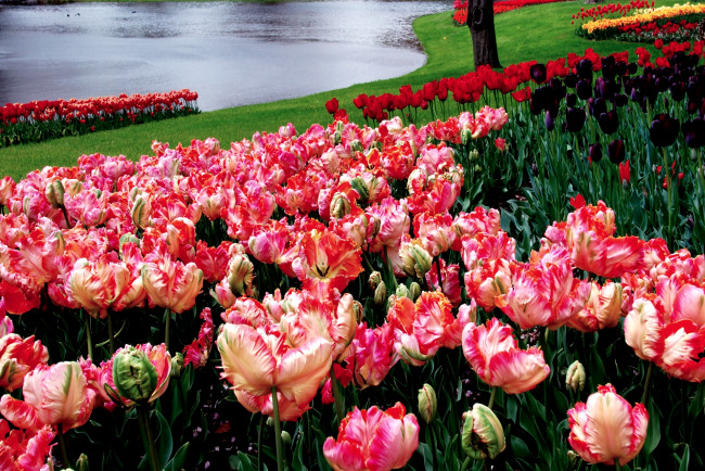 Обои картинки фото цветы, тюльпаны, много, пестрый, яркий, весна