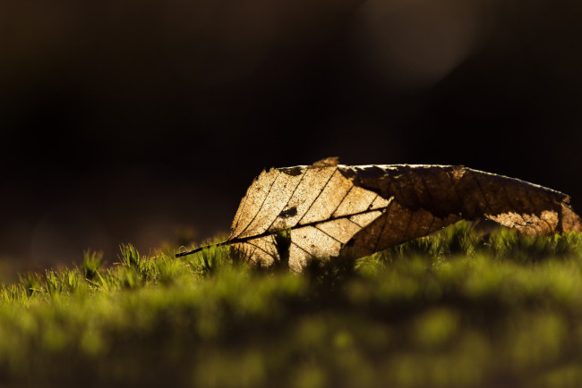 Обои картинки фото природа, листья, сухой, осень, макро, трава