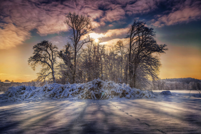 Обои картинки фото природа, зима, кусты, деревья, снег, поле