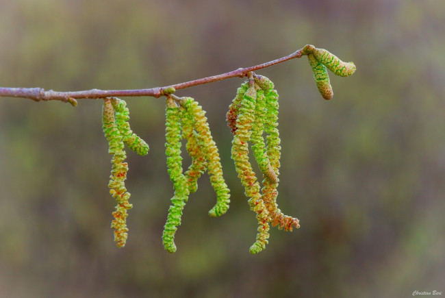 Обои картинки фото природа, макро, веточка, серёжки, зелёный, весна