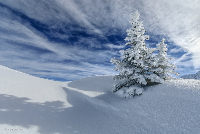 Обои картинки фото природа, зима, ель, дерево, снег