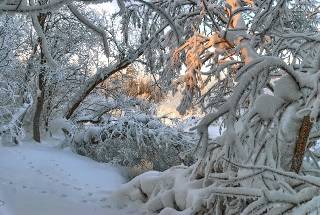 Обои картинки фото природа, зима, следы, свет, деревья, снег