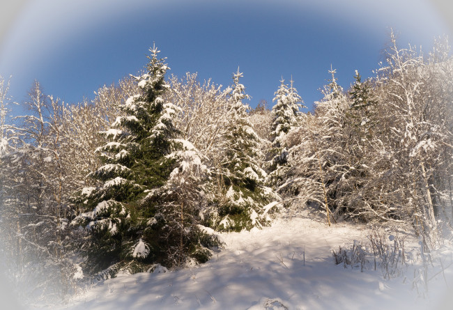 Обои картинки фото природа, зима, сугробы, снег, ели