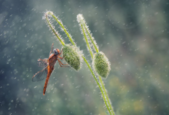 Картинка животные стрекозы мак утро макро стрекоза роса