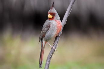 Картинка животные кардиналы птица фон ветка