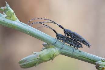 Картинка животные насекомые макро жуки
