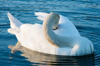 Картинка животные лебеди водоём белый птица грация