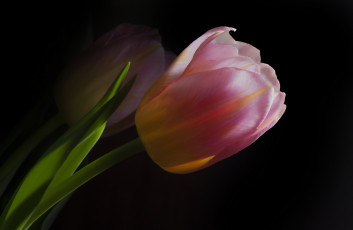 Картинка цветы тюльпаны тюльпан бутон розовый макро