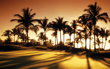 Картинка природа тропики golf palms sunrise club