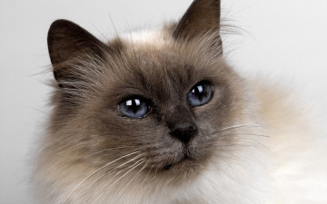 Картинка животные коты кошка взгляд голова бирманская