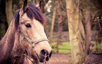 Картинка животные лошади лес уздечка голова конь лошадь