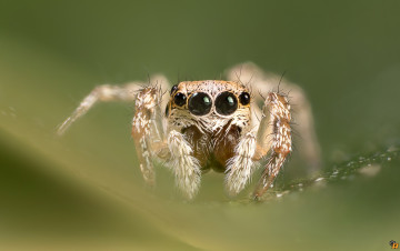 Картинка животные пауки макро паук