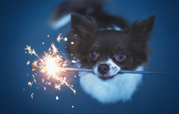 Картинка животные собаки взгляд праздник собака