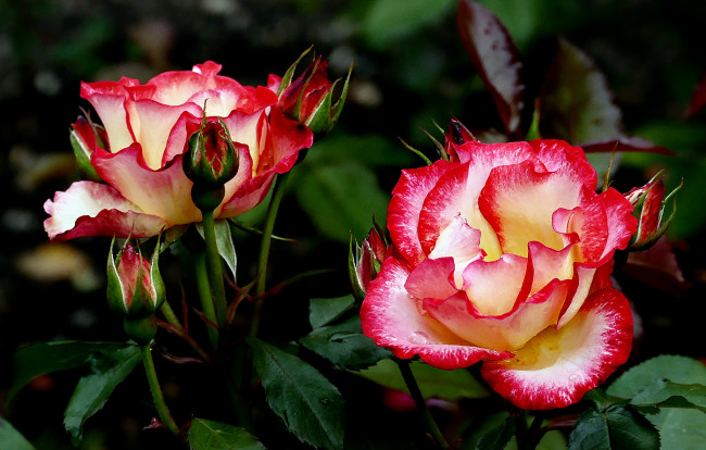 Обои картинки фото цветы, розы, бутон, лепестки