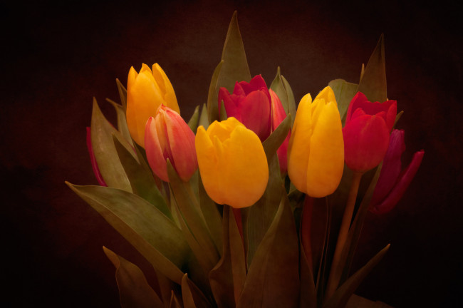 Обои картинки фото цветы, тюльпаны, листья, букет, лепестки