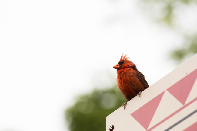 Обои картинки фото животные, кардиналы, красный, птичка