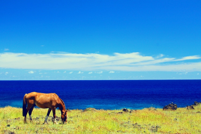 Обои картинки фото животные, лошади, лошадь, конь, пастбище, небо, облака, море