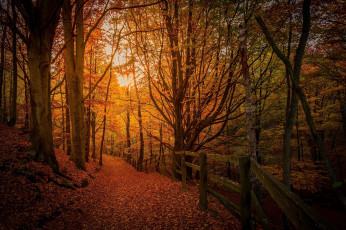 Картинка природа дороги осень дорога деревья лес пейзаж