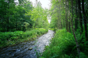 Картинка природа реки озера деревья лес течение пейзаж река