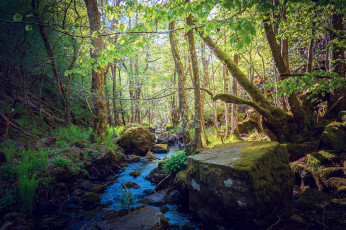 Картинка природа реки озера лес деревья речка ручей камни картинки