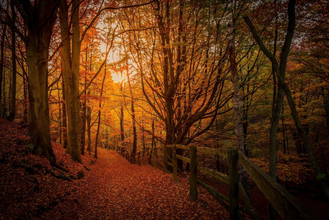 Обои картинки фото природа, дороги, осень, дорога, деревья, лес, пейзаж