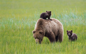 обоя животные, медведи, cute, animal, baby, bear, cub, природа, медведь, хищник