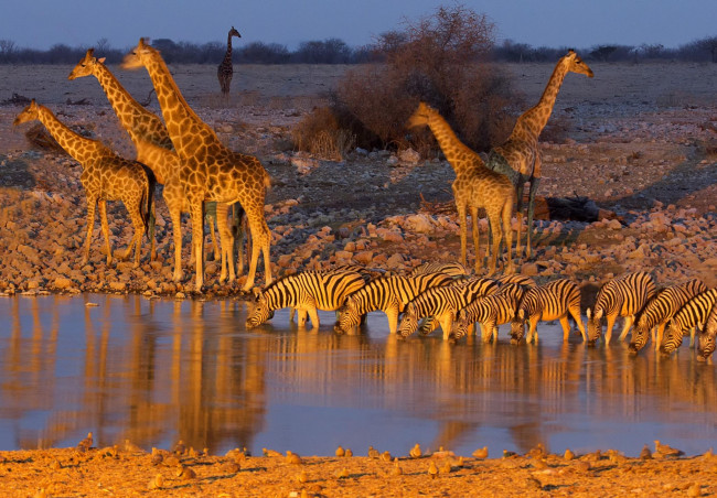 Обои картинки фото животные, разные вместе, жирафы, водопой, зебры