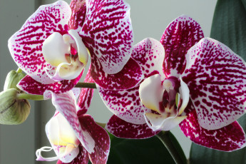 Картинка цветы орхидеи цветок фон орхидея