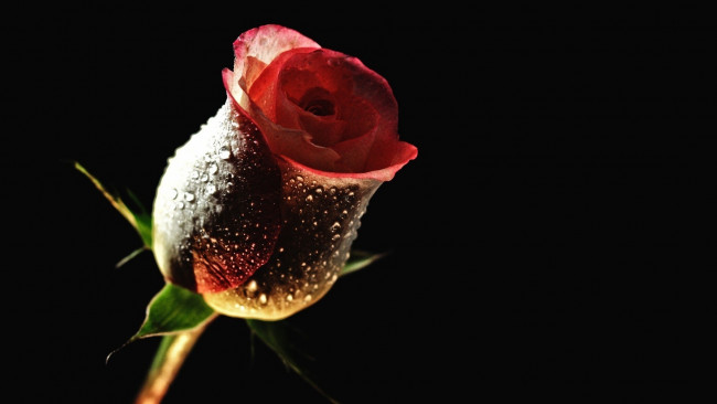 Обои картинки фото цветы, розы, бутон, капли, роза