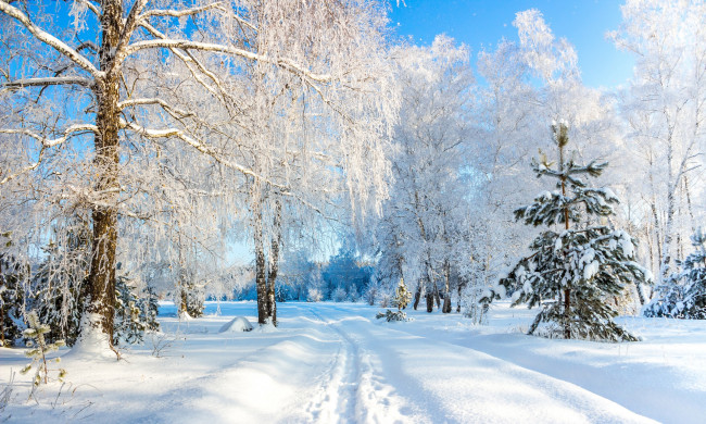 Обои картинки фото природа, зима, воронежская, область, деревья, россия, усманский, бор, снег