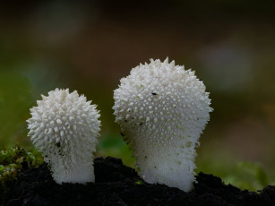 Картинка природа грибы beat buetikofer макро