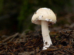 обоя природа, грибы, гриб, макро, beat, buetikofer