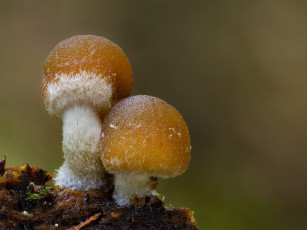 обоя природа, грибы, макро, beat, buetikofer