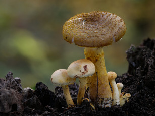 обоя природа, грибы, макро, beat, buetikofer