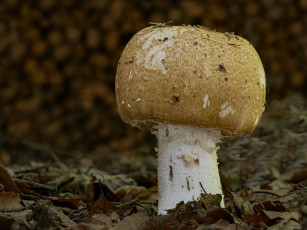 Картинка природа грибы макро beat buetikofer гриб