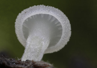 Картинка природа грибы beat buetikofer гриб макро