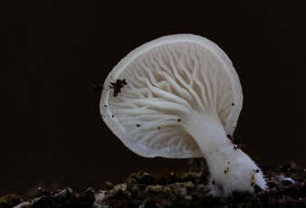 обоя природа, грибы, макро, гриб, beat, buetikofer