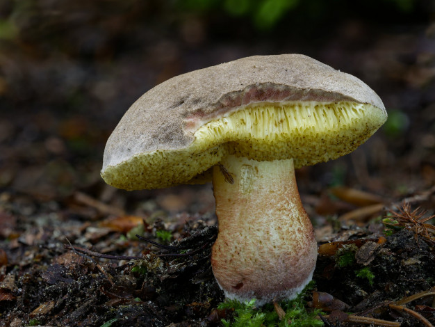 Обои картинки фото природа, грибы, гриб, beat, buetikofer, макро