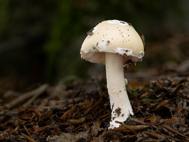 Обои картинки фото природа, грибы, гриб, макро, beat, buetikofer
