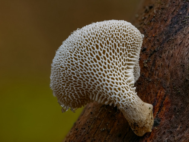 Обои картинки фото природа, грибы, макро, гриб, beat, buetikofer