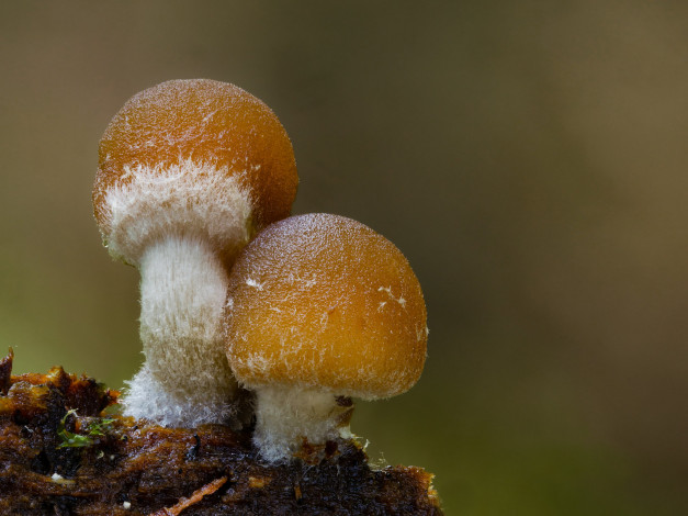 Обои картинки фото природа, грибы, макро, beat, buetikofer