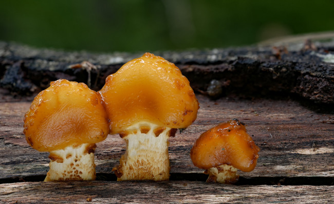 Обои картинки фото природа, грибы, beat, buetikofer, макро