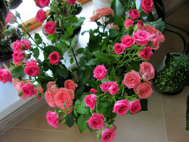 Обои картинки фото цветы, розы, розовые, бутоны