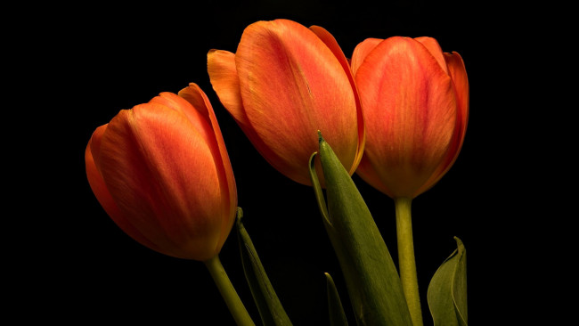 Обои картинки фото цветы, тюльпаны, оранжевые, бутоны