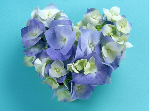 Обои картинки фото цветы, гортензия, гортензии, голубые, сердечко